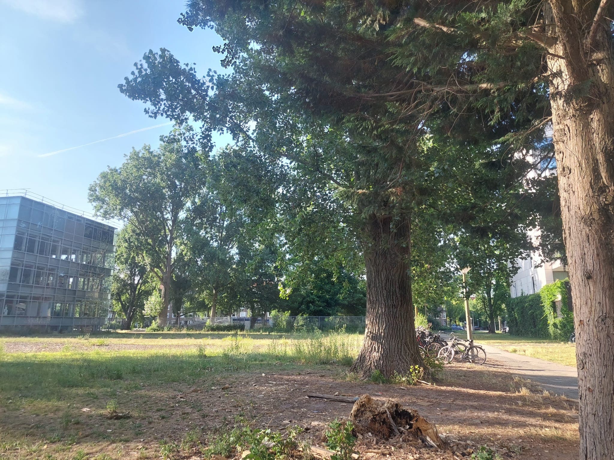 An empty plot next to the Gerrit Rietveld Academy with tall poplar trees