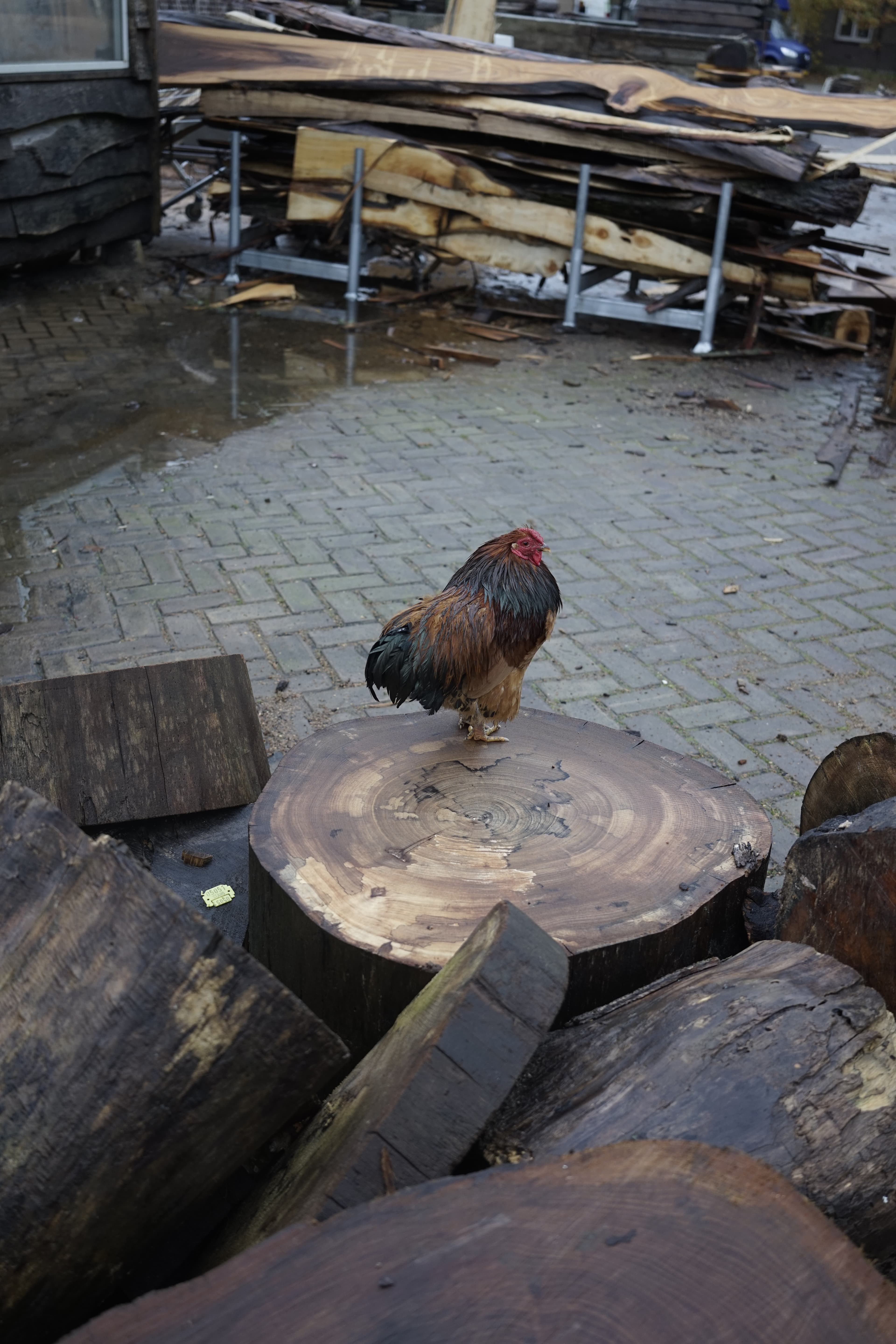 Rooster sitting on a wooden log at the sawmill