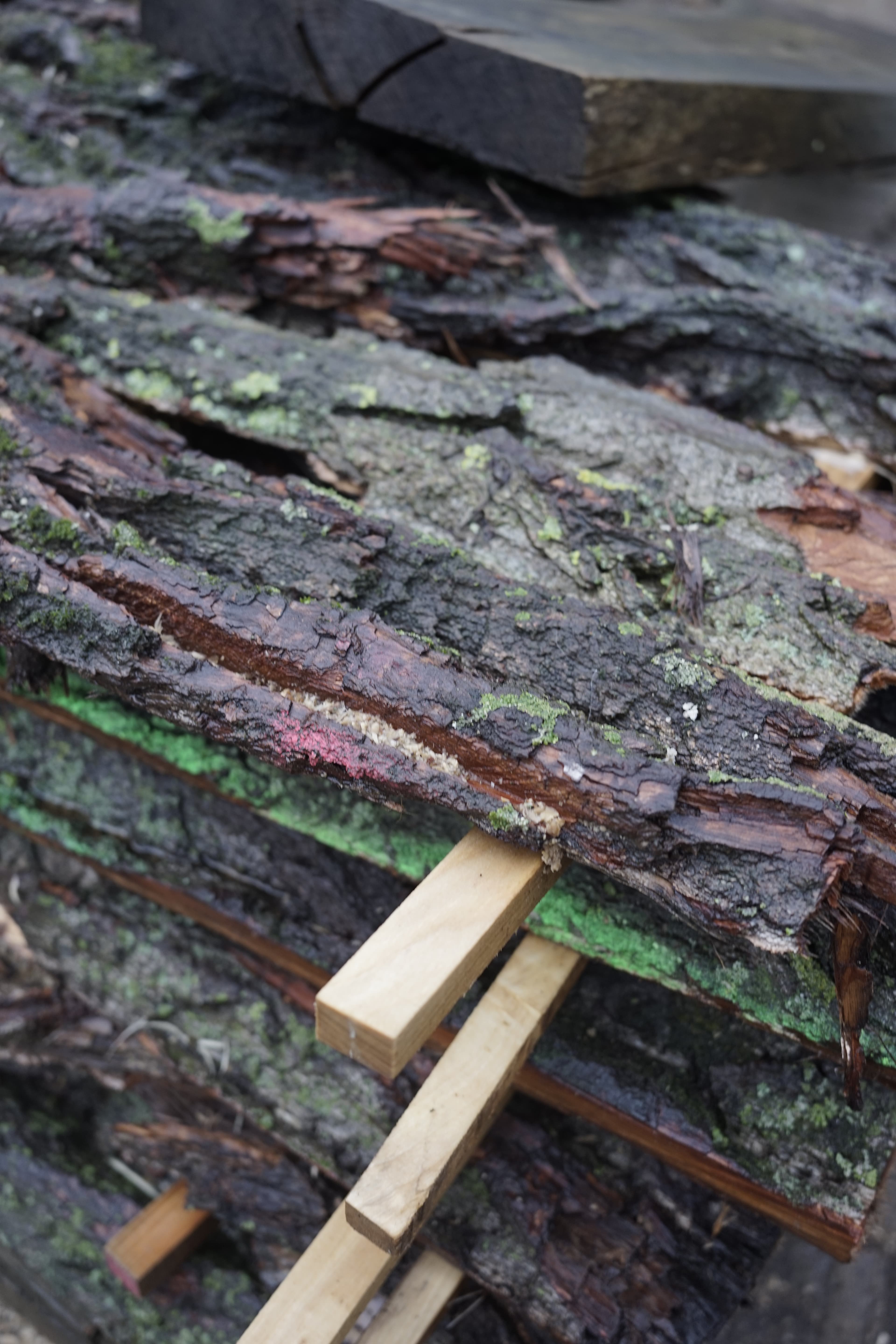 A stack of bark removed from a large, presumably poplar tree. The barks are stacked in layers with thin sticks of wood keeping distance between the layers. 